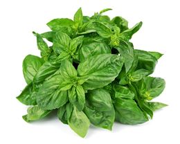 Picture of  Basil Bunch