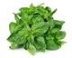 Picture of  Basil Bunch