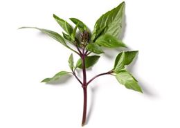 Picture of Basil - Thai Bunch