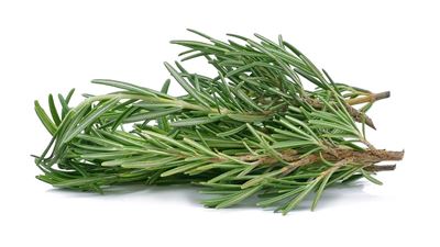 Picture of Herb - Rosemary Bunch