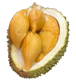 Picture of Durian - D13 Golden Bun