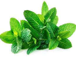 Picture of Mint Bunch