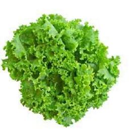 Picture of Lettuce - Green Coral