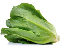 Picture of Lettuce - Cos Each