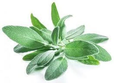 Picture of Herbs - Sage Bunch