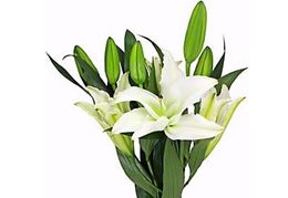 Picture of Lily - Oriental White Bunch