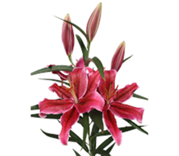 Picture of Lily - Oriental Red Bunch
