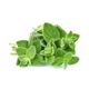 Picture of Herbs - Oregano Bunch