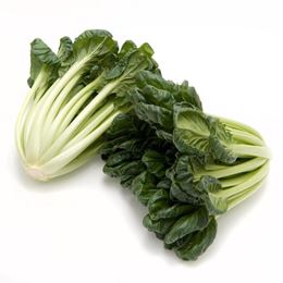 Picture of Tatsoi