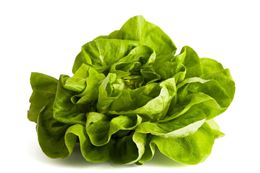 Picture of Lettuce - Butter 