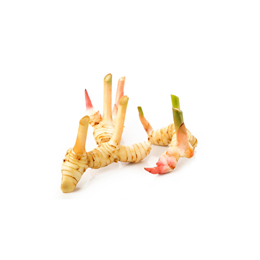 Picture of Galangal - Each 