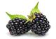 Picture of Blackberries Each