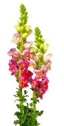 Picture of Flowers - Snap Dragon