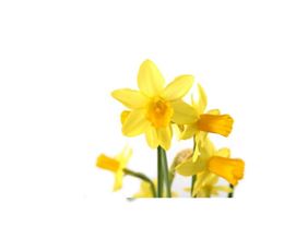 Picture of Flowers - Daffodil
