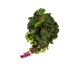 Picture of Kale - Red