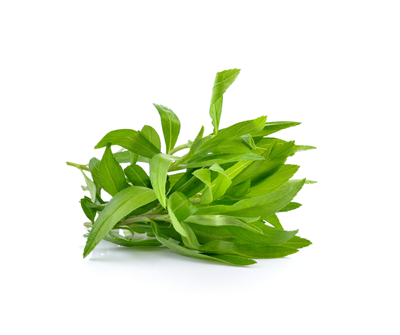 Picture of Herb - Tarragon
