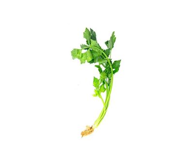 Picture of Chinese Celery