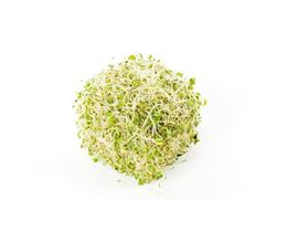 Picture of Sprout - Alfalfa