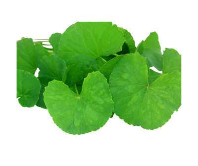 Picture of Pennywort Per 100G