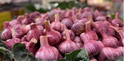 Picture of Garlic - Fresh New Season (Imported)