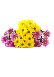 Picture of Chrysanthemum