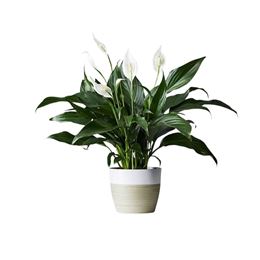 Picture of PLANTS - Peace Lily Med