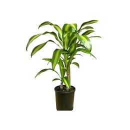 Picture of Plants - Happy Plant Med