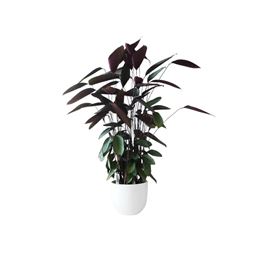 Picture of PLANTS - Ctenanthe 125mm
