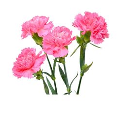 Picture of Carnation Chinisini