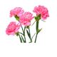 Picture of Carnation Chinisini