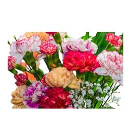 Picture of Carnation Posy
